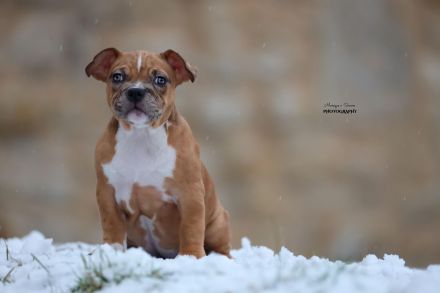 American Bully Welpen Abgabebereit vollständig geimpft mit ABKC Papiere