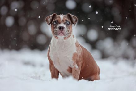 American Bully Welpen Abgabebereit vollständig geimpft mit ABKC Papiere