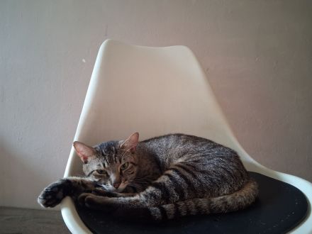 Kater , getigert - 1 reserviert -