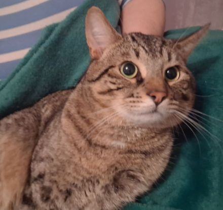 Bengal Kater , BKH / Bengal