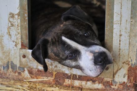 Frieda - sucht außerhalb von Deutschland einen Gnadenplatz