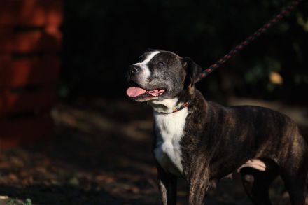 Frieda - sucht außerhalb von Deutschland einen Gnadenplatz