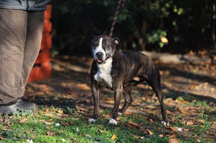 Frieda - sucht außerhalb von Deutschland einen Gnadenplatz