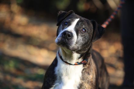 Frieda - sucht außerhalb von Deutschland einen Gnadenplatz