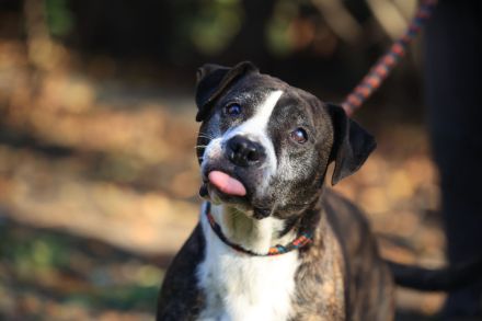 Frieda - sucht außerhalb von Deutschland einen Gnadenplatz