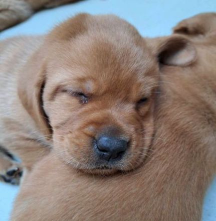 Labrador foxred Welpen