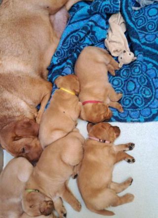 Labrador foxred Welpen