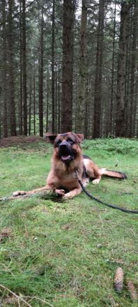 Deutscher Schäferhund