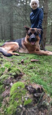 Deutscher Schäferhund