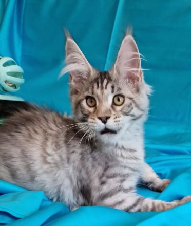 Maine Coon Kitten mit Stammbaum