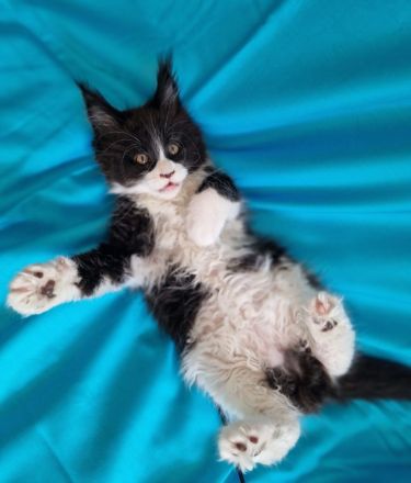 Maine Coon Kitten mit Stammbaum