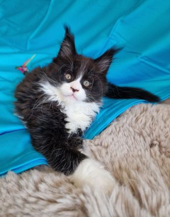 Maine Coon Kitten mit Stammbaum