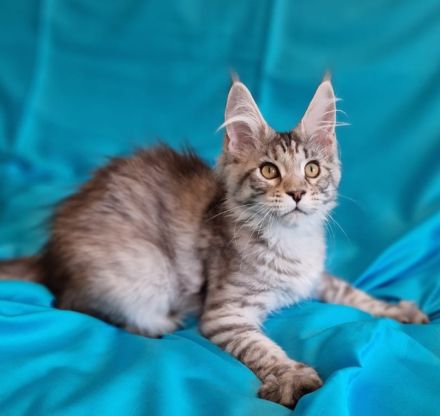 Maine Coon Kitten mit Stammbaum