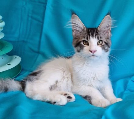 Maine Coon Kitten mit Stammbaum