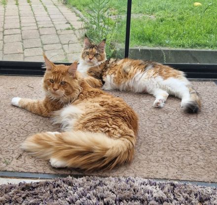 Maine Coon Kitten mit Stammbaum