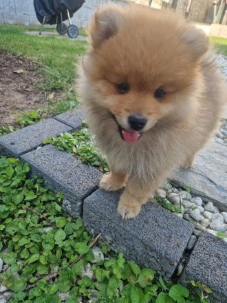 Reinrassige Zwergspitz Pomeranian Welpen suchen ein liebevolles Zuhause.