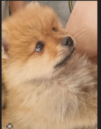 Reinrassige Zwergspitz Pomeranian Welpen suchen ein liebevolles Zuhause.