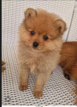 Reinrassige Zwergspitz Pomeranian Welpen suchen ein liebevolles Zuhause.