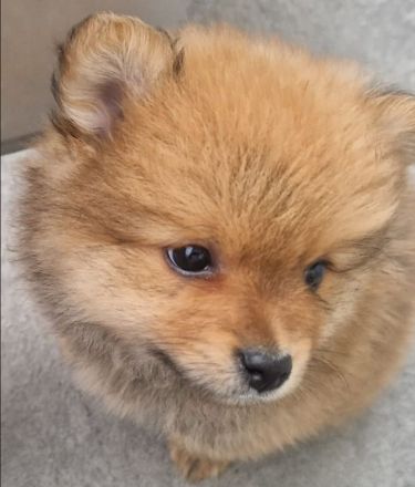 Reinrassige Zwergspitz Pomeranian Welpen suchen ein liebevolles Zuhause.