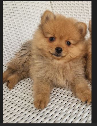 Reinrassige Zwergspitz Pomeranian Welpen suchen ein liebevolles Zuhause.