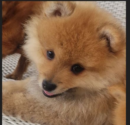 Reinrassige Zwergspitz Pomeranian Welpen suchen ein liebevolles Zuhause.