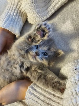 BKH Britisch kurzhaar