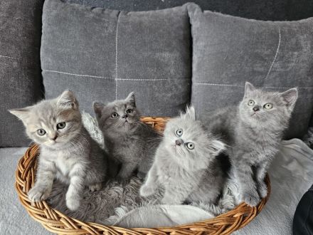 BKH Britisch kurzhaar