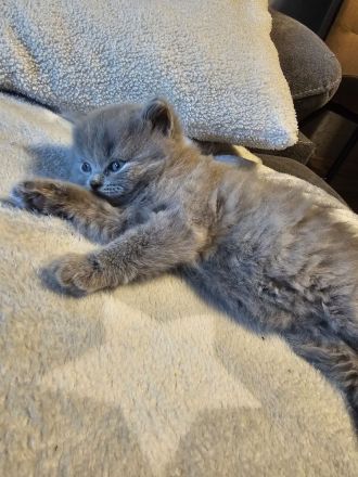 BKH Britisch kurzhaar