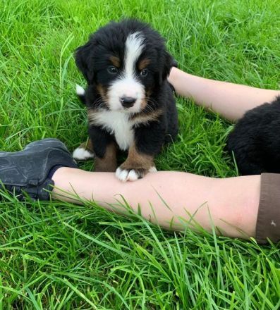 Bernersennenhund Welpen