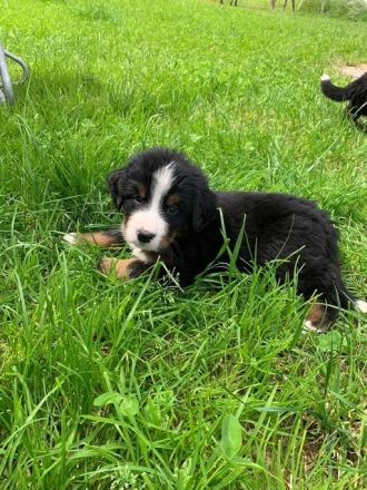 Bernersennenhund Welpen