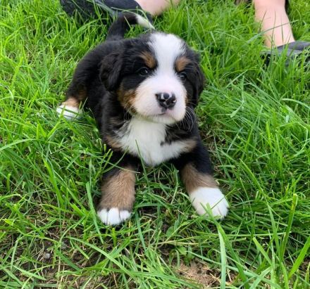 Bernersennenhund Welpen