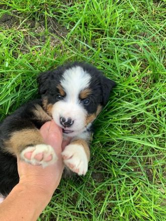 Bernersennenhund Welpen