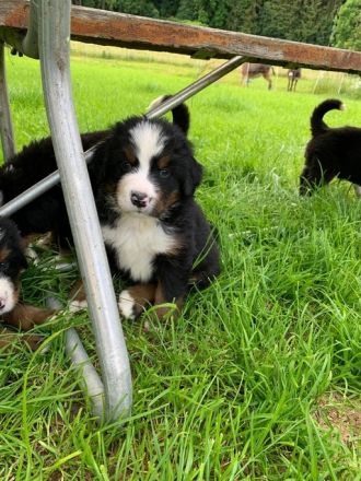 Bernersennenhund Welpen