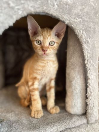Devon Rex Kätzchen