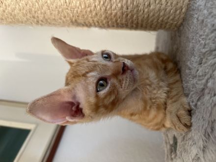 Devon Rex Kätzchen