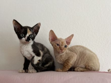 Devon Rex Kätzchen