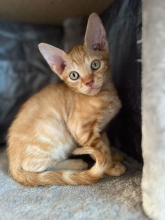 Devon Rex Kätzchen