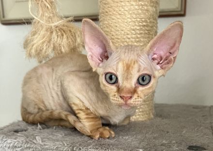 Devon Rex Kätzchen
