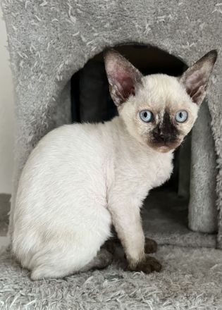 Devon Rex Kätzchen