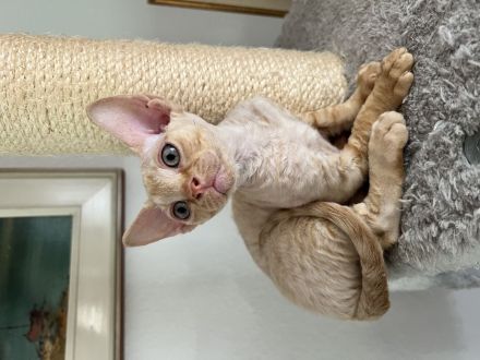 Devon Rex Kätzchen