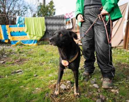 Der schöne Avio sucht seinen besten Freund