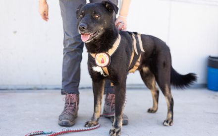 Der schöne Avio sucht seinen besten Freund