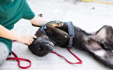 Der schöne Avio sucht seinen besten Freund