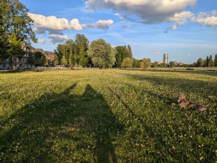 Rüde Whippet und Australian Shepherd Mix, 11 Monate alt