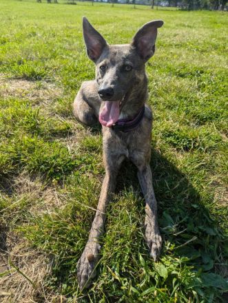 Rüde Whippet und Australian Shepherd Mix, 11 Monate alt
