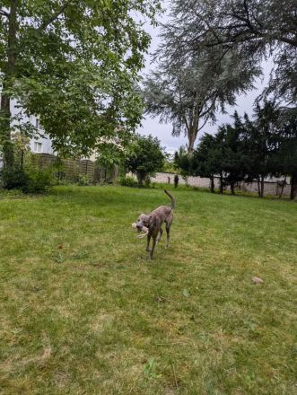Rüde Whippet und Australian Shepherd Mix, 11 Monate alt