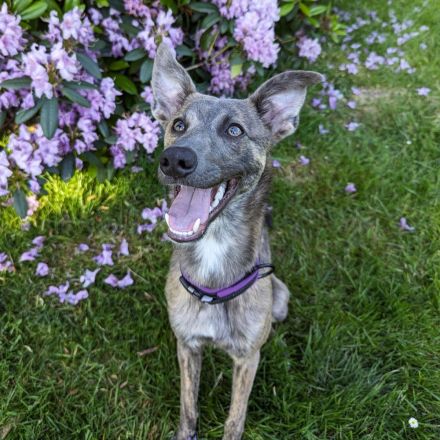 Rüde Whippet und Australian Shepherd Mix, 11 Monate alt