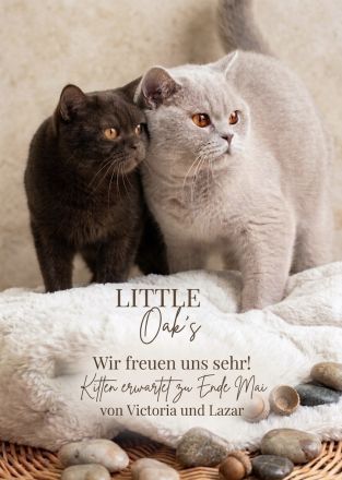 Little Oak‘s