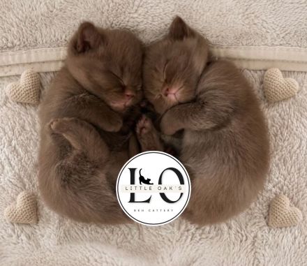 Little Oak‘s