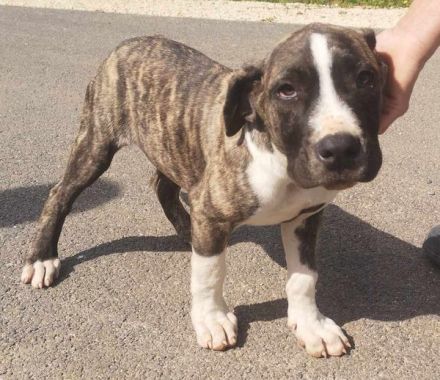 Cane-Corso/Dogo-Argentino